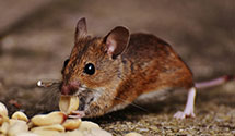 24 Hour & Emergency Exterminators in Webster Mills, PA